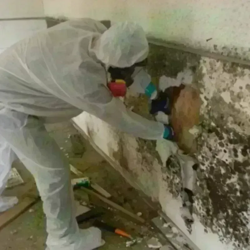 Mold Remediation and Removal in Naples, FL